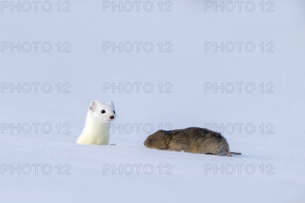 Stoat or large weasel (Mustela erminea), in winter fur, with captured vole, Eggen, Terfens, Tyrol,