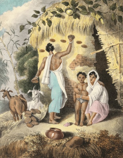 Hindu woman preparing fuel from animal droppings to dry on the wall of the house, India, authentic,