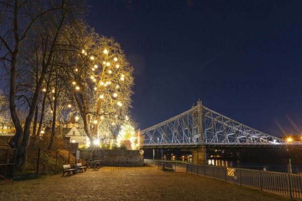 Atmospheric night view at the Blue Wonder Elbe Bridge, a large tree with Herrnhut stars glows in