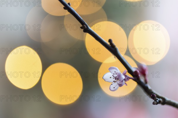Barbara branches have blossomed, tradition in Advent, branches with blossoms and Christmas