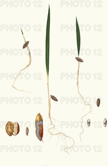 Germination of date seeds, date palm, Phoenix dactylifera, authentic, digitally restored