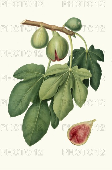Fico verdone, Ficus carica, the variety is characterized by medium-sized fruits with a thin, light