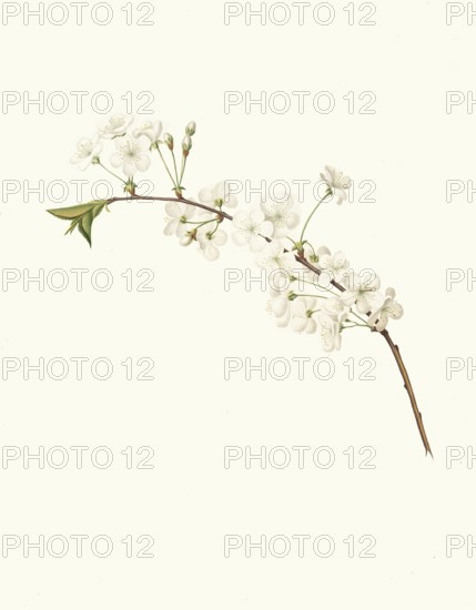 Cherry Blossom, Amareno Cherry Blossom, Authentic, Digitally Restored Reproduction from a 19th