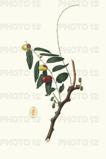 Ziziphus vulgaris Lam, synonym Ziziphus jujuba Mill, Chinese jujube, Chinese date or red date,