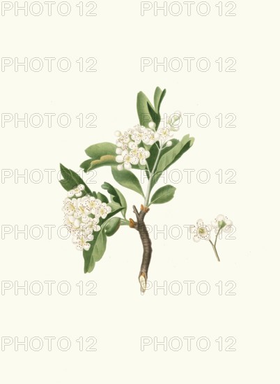 Azarol thorn flower or azarola apple flower, Mediterranean species of hawthorn, Crataegus azarolus,