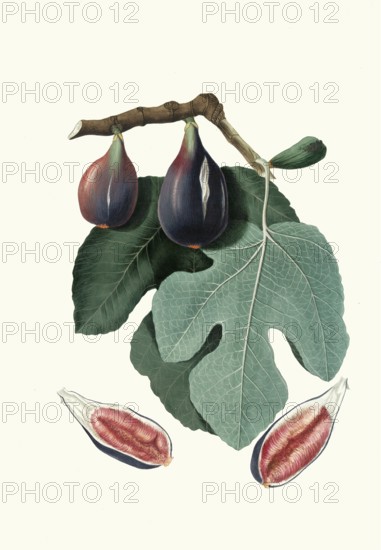 San Piero fig tree, Ficus carica, a specific fig variety cultivated especially in Tuscany,