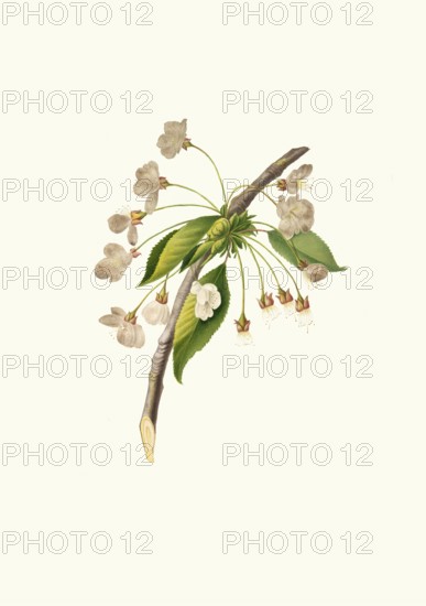 Blossoms of Ciliegio Grafione, cherry tree of the Grafione variety, known for its large,