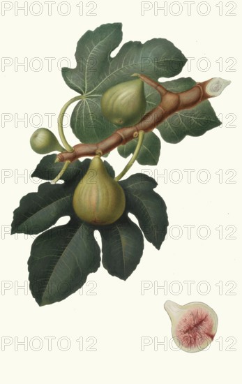Fico Regina, Verdino or Regina del Salento, a type of fig originally from southern Italy, Apulia,