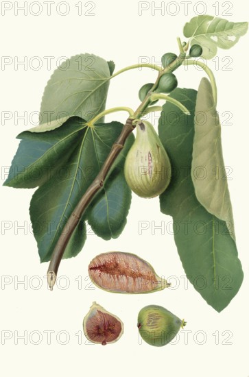 Fico della Lunigiana, a specific type of fig that comes from the Lunigiana region in the northern