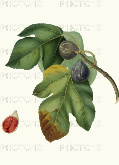 Fico melograno, variation of the real fig, authentic, digitally restored reproduction from a 19th