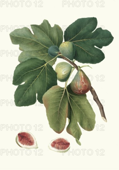 Fico rubado, ficus carica sativa, variant of the real fig, authentic, digitally restored