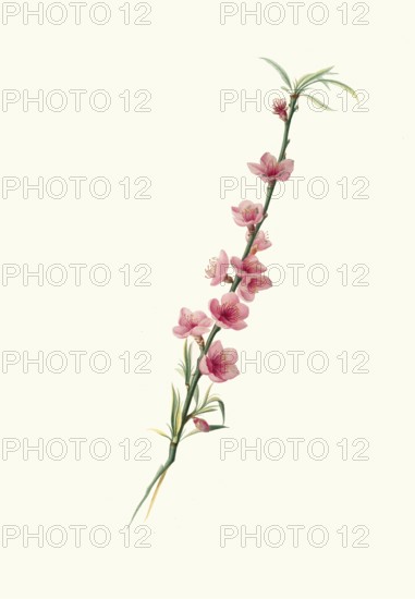 Large-leafed peach blossoms with purple corollas, authentic, digitally restored reproduction from a