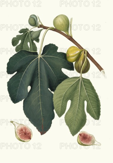 Ficus carica sativa, Fico Pissaluto, a local Italian, often Sicilian, name for a specific type of