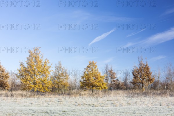 Young trees with full autumn leaves on the Elbe meadows, while hoarfrost is already lying on the