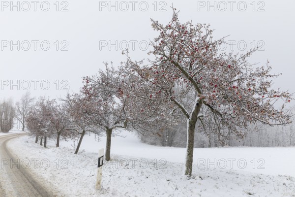 Apple trees (malus) still full of apples covered in snow, onset of winter in Oberwartha, Dresden,