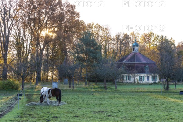 Horses (Equus) in the pasture in the first morning light, in the background the historic gondola