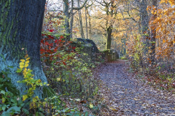 Trail through the autumn forest on the Dardanelles, Moritzburg Castle, Saxony, Germany