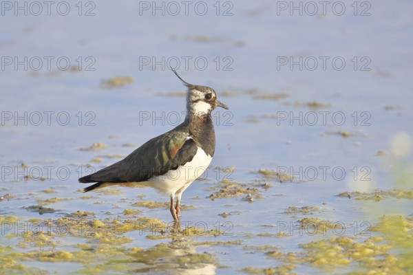 Lapwing (Vanellus vanellus), foraging in the shallow water of a lake shore, wildlife, wading bird,