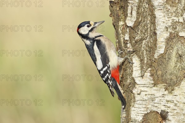 Great spotted woodpecker (Dendrocopus major), male, foraging on the trunk of a common birch (Betula