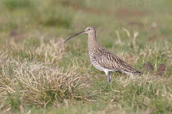 Eurasian curlew (Numenius arquata), foraging in a meadow, wildlife, animals, birds, snipe family,