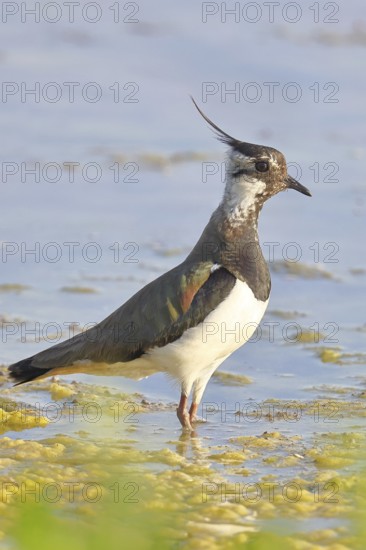 Lapwing (Vanellus vanellus), foraging in the shallow water of a lake shore, wildlife, wading bird,