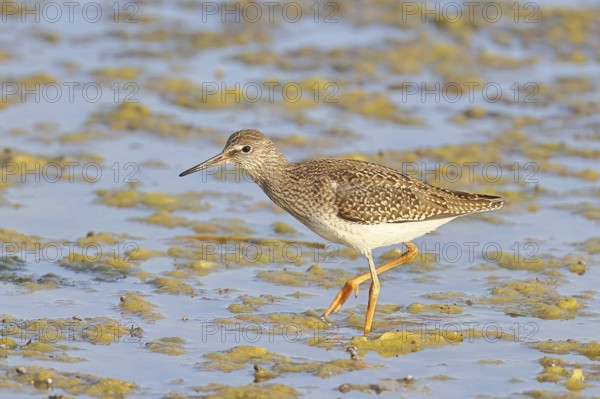 Redshank (Tringa totanus) walking in the silt on the shore, Ziggsee, Lake Neusiedl National Park,