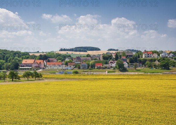 Sunflower field in Diesbar-Seußlitz with a view of the Elbe ferry and Niederlommatzsch, Meissen