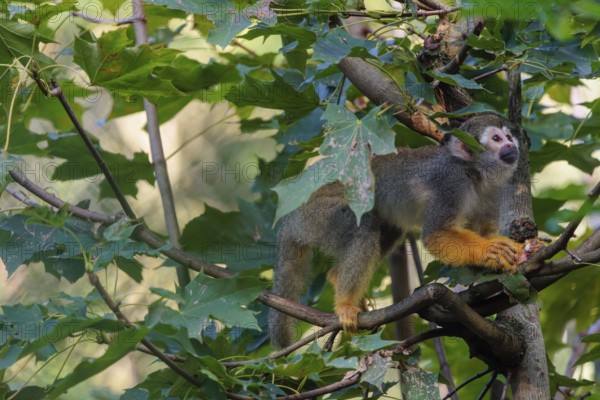 A Central American squirrel monkey (Saimiri oerstedii) looks for food in a green bush. Costa Rica,