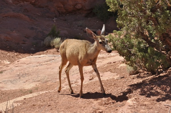 Mule deer (Odocoileus hemionus) standing in sandy rocky landscape next to shrubs, Arches National