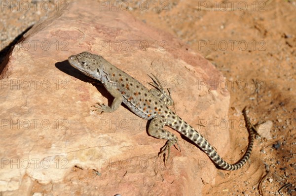 Leopard iguana (Gambelia wislizenii) resting on a warm rock in the sunlight, Arches National Park,