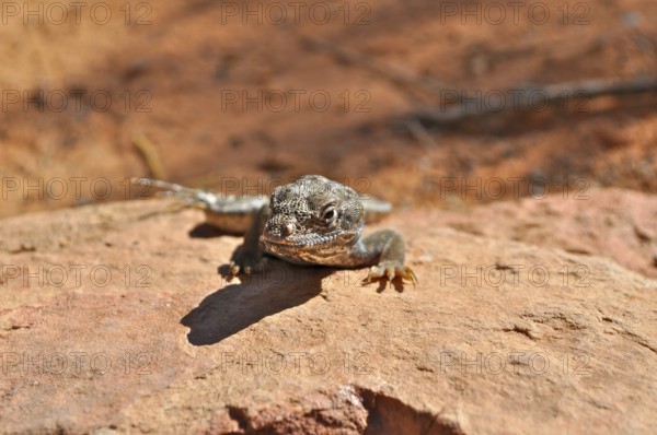 Leopard iguana (Gambelia wislizenii) on a reddish rock in the desert, Arches National Park, Utah,