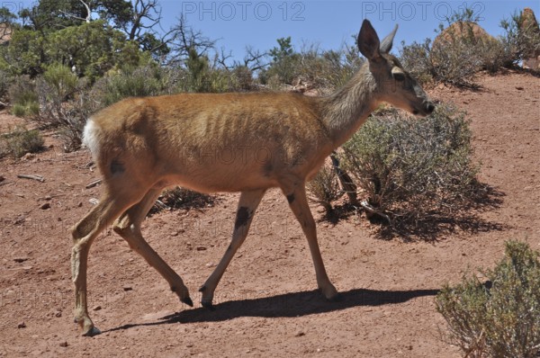A mule deer (Odocoileus hemionus) walks through an arid desert landscape, Arches National Park,