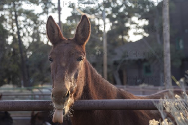 Grand Canyon National Park, Arizona - A Grand Canyon mule shows off its tongue. It is one of