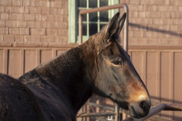 Grand Canyon National Park, Arizona - One of the approximately 150 mules in the herd that take