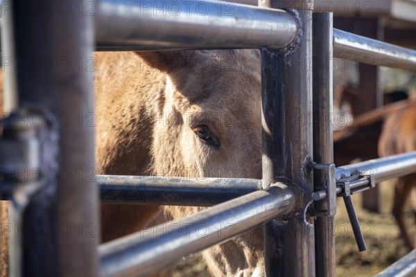 Grand Canyon National Park, Arizona - One of the approximately 150 mules in the herd used to take