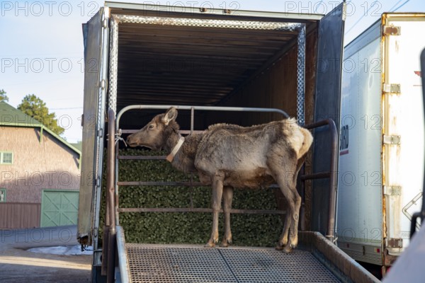 Grand Canyon National Park, Arizona - An elk (Cervus canadensis) stands on the ramp of a truck that