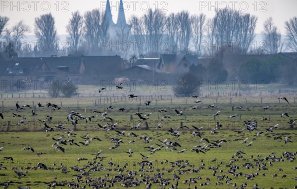 Bislicher Insel, nature reserve on the Rhine, Altrheinarm, near Xanten, Lower Rhine, Wesel