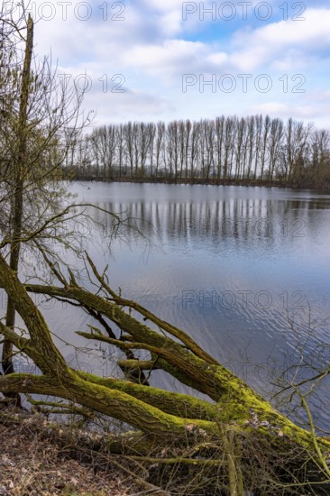 The Bislicher Insel, nature reserve on the Rhine, Altrheinarm, near Xanten, Lower Rhine, Wesel