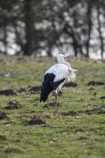 The Bislicher Insel, nature reserve on the Rhine, Altrheinarm, near Xanten, Lower Rhine, Wesel