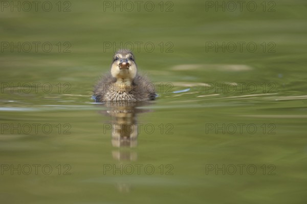 Mallard duck (Anas platyrhynchos) juvenile baby duckling bird on a lake in spring, England, United