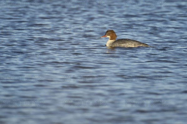 Goosander (Mergus merganser) adult female sawbill bird on a lake in winter, RSPB Titchwell nature