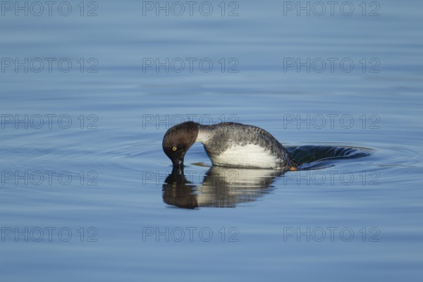 Goldeneye (Bucephala clangula) adult female duck bird diving on a lake in winter, Suffolk, England,