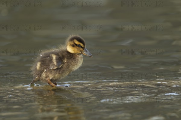 Mallard duck (Anas platyrhynchos) juvenile baby duckling bird in shallow water in spring, England,