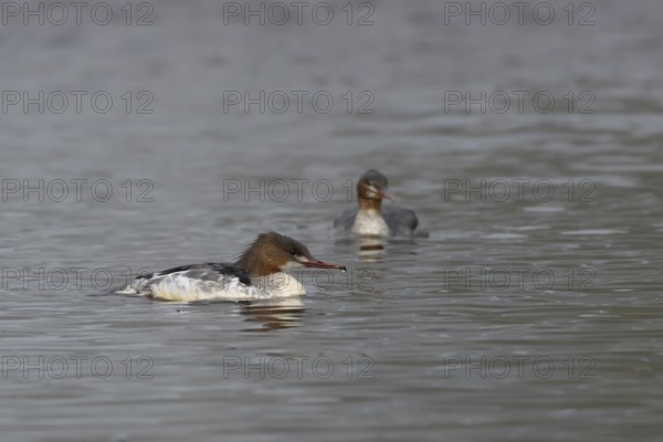 Goosander (Mergus merganser) two adult female sawbill birds on a lake in autumn, England, United