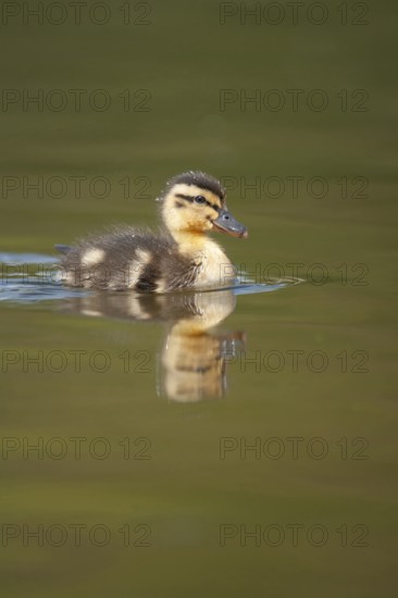 Mallard duck (Anas platyrhynchos) juvenile baby duckling bird on a lake in spring, England, United