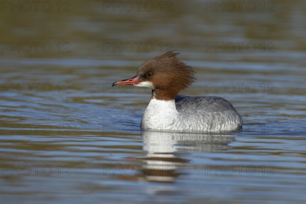 Goosander (Mergus merganser) adult female sawbill bird on a lake in winter, England, United KIngdom
