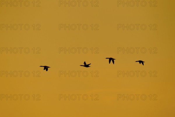 Goosander (Mergus merganser) four adult sawbill birds in flight silhouette at sunset in winter,