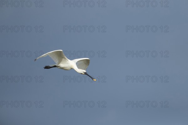 Eurasian spoonbill (Platalea leucorodia) adult bird in flight, RSPB Frampton marsh nature reserve,