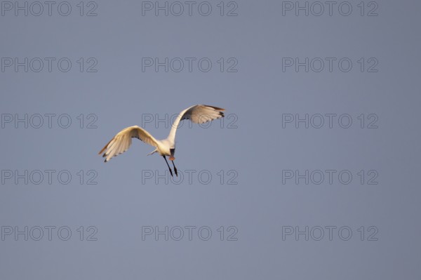 Eurasian spoonbill (Platalea leucorodia) adult bird in flight, RSPB Minsmere nature reserve,