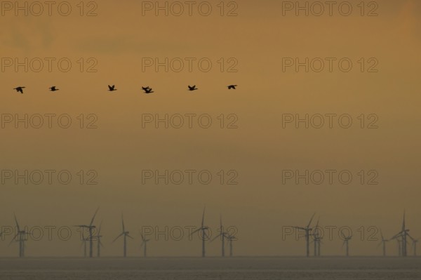 Great cormorant (Phalacroccorax carbo) adult birds flying in formation over the sea silhouette at
